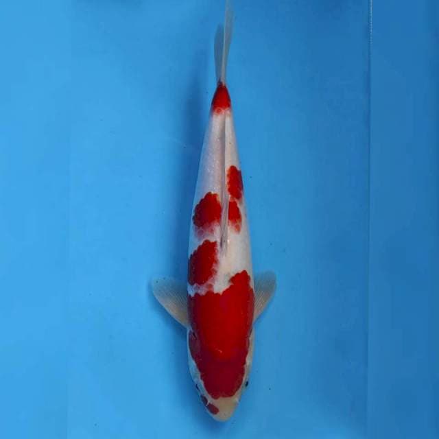 Genjiro Kohaku
