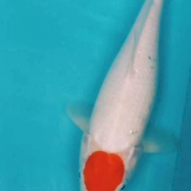 TC KOHAKU 32CM#FEMALE