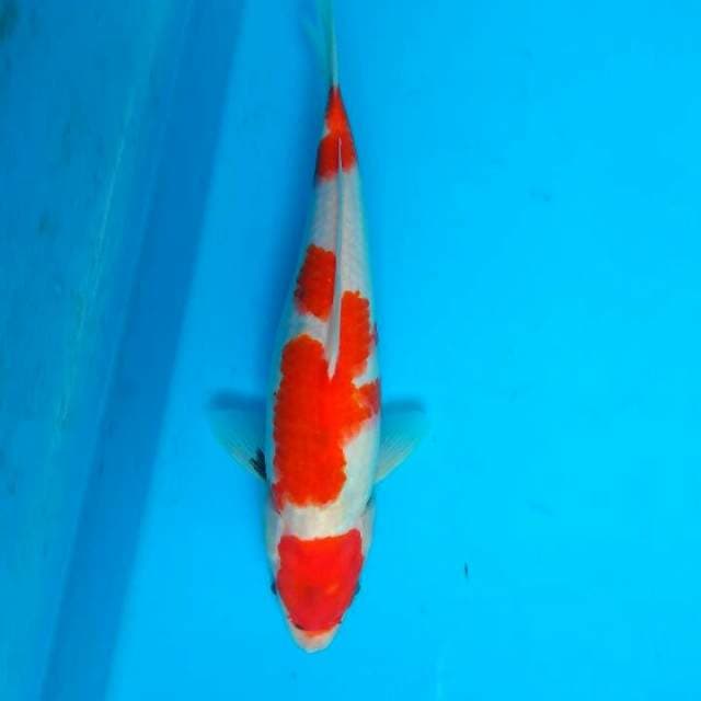 Showa 31cm