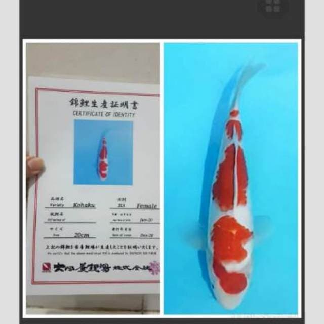Dainichi Kohaku 30cm