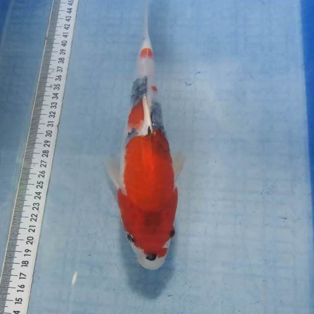 Showa tategoi 26cm