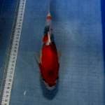 Showa tategoi 26cm