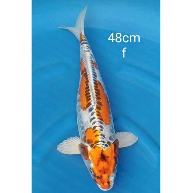 Jumbo Benikiko 48cm