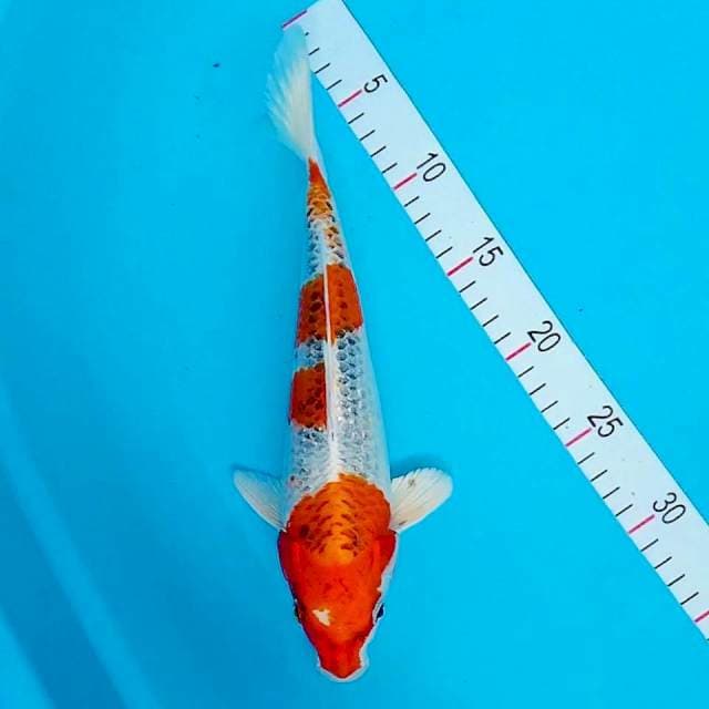 Kujaku 29cm