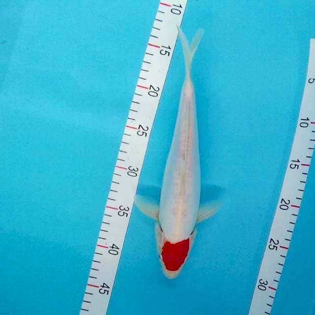 Tancho kohaku Doitsu murni 29cm