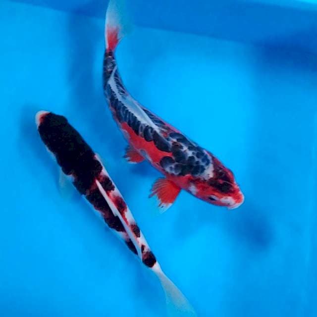 Budo Hana 30-32cm