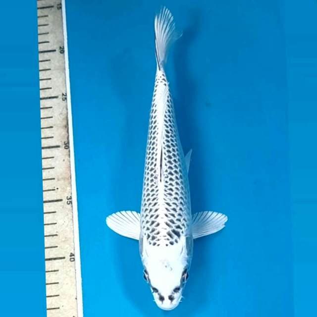 Gin matsuba, 25 cm