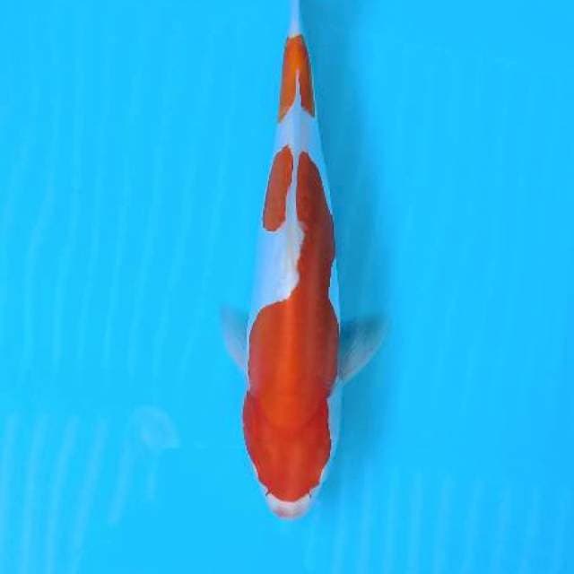 Kohaku doit 30cm