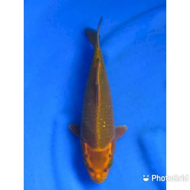 Gold Mukasi - 30cm Fml