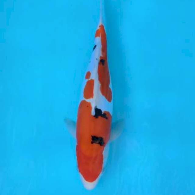 Kohaku doi 30cm