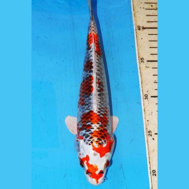 KUJAKU ABSTRAK • 25cm