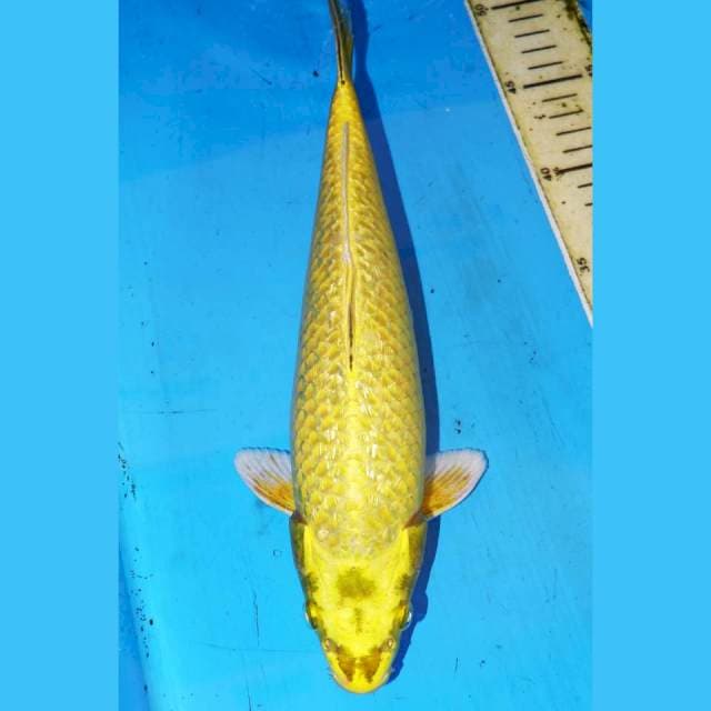 KIN MUKASI GINRIN • 32cm