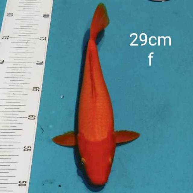 Benigoi 29cm