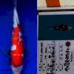 Showa 33cm Isa Koi Farm certy