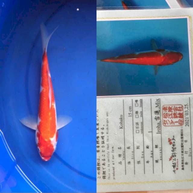 Kohaku 23cm Matsue Koi Farm