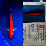 Kohaku 23cm Matsue Koi Farm
