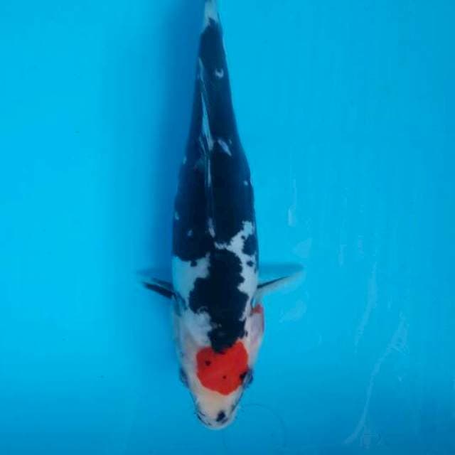 Tancho showa 21 cm