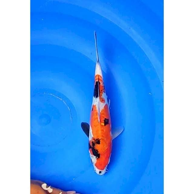 Showa Doitsu Original 25cm (F)