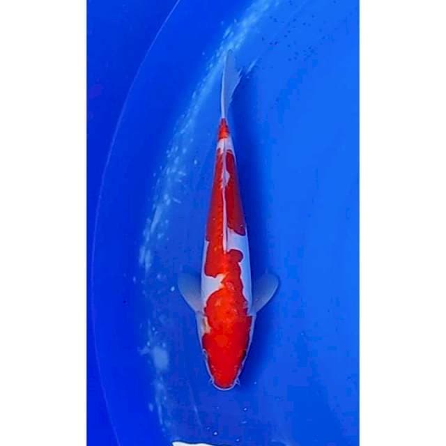 Doitsu Kohaku Inazuma Original 26cm (M)