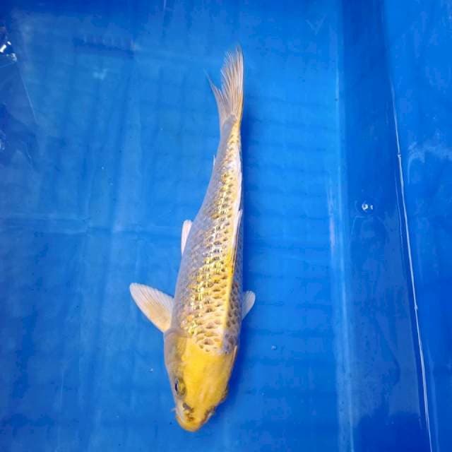 Matsuba 29cm