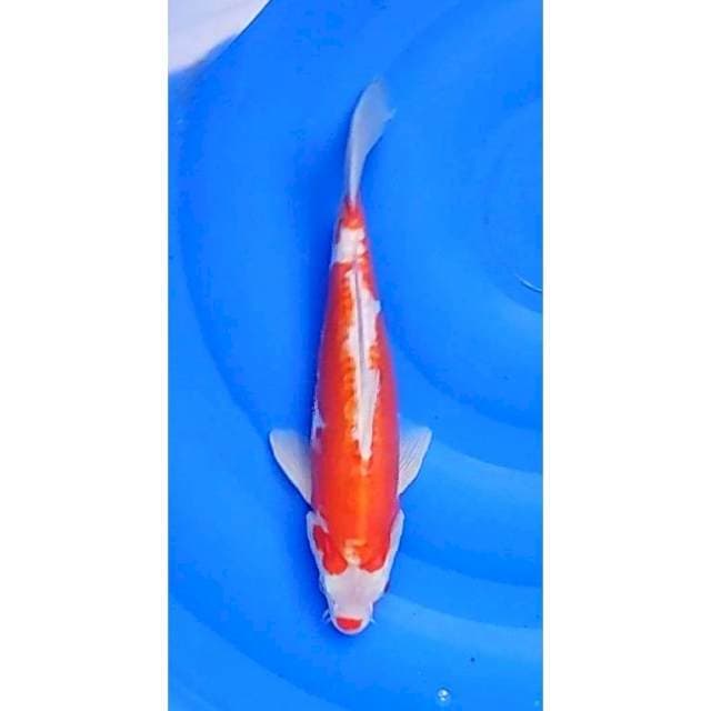 Kuchibeni Kikushui Original 28cm (M)