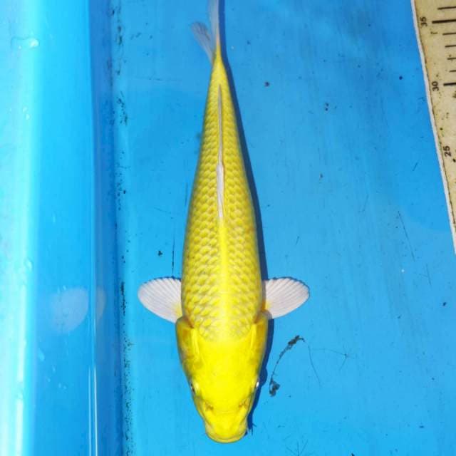 OGON YAMABUKI KUNING BERSIH