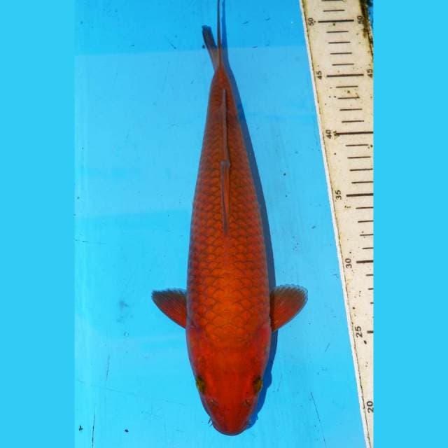 31cm TEMBAGA JINAK BULKY