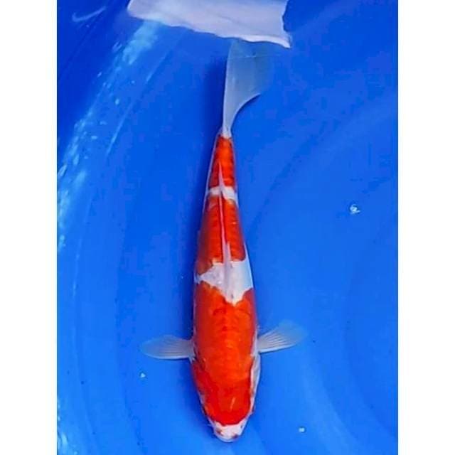 3Step Doitsu Kohaku Original 28cm (F)