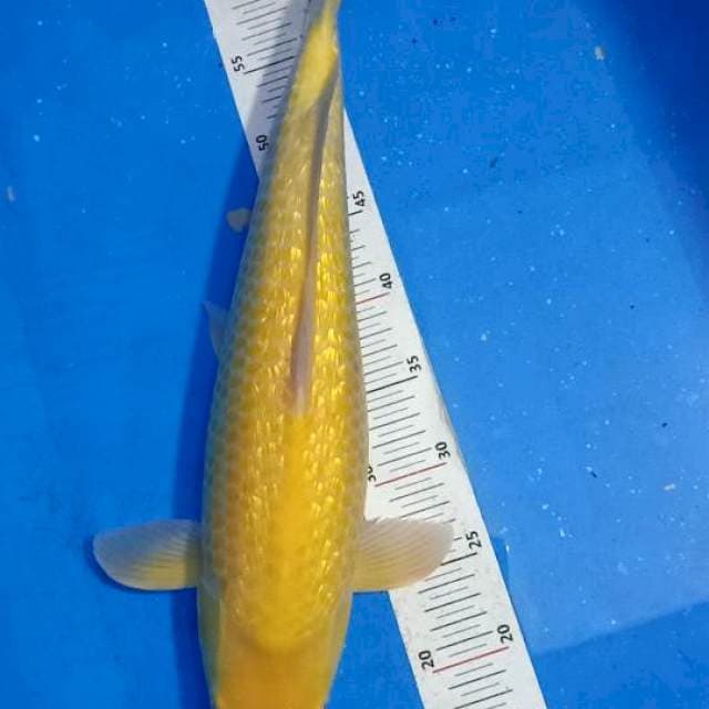 Karashi ginrin 50 cm female