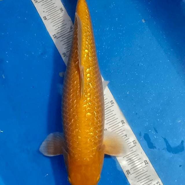 Red Karashi 54 cm female