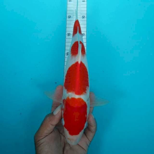 Kohaku 31 cm