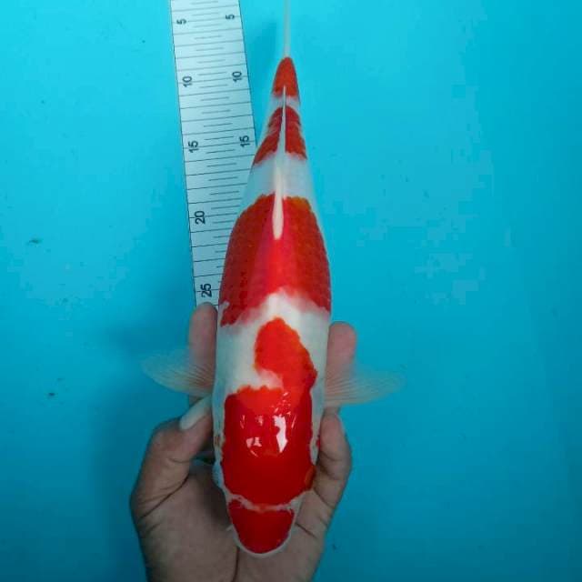 Kohaku storng 35 cm