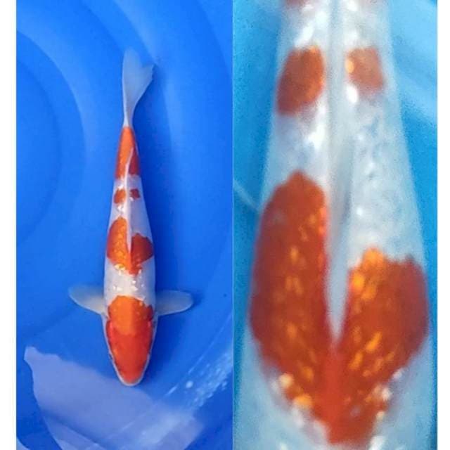 Kohaku Ginrin 31cm (M) 