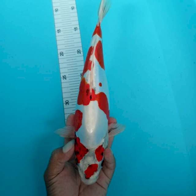 Beni kikuryu merah 31 cm