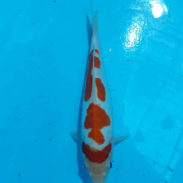 Kohaku Doit, ORiginal, 21cm (Ready Show)