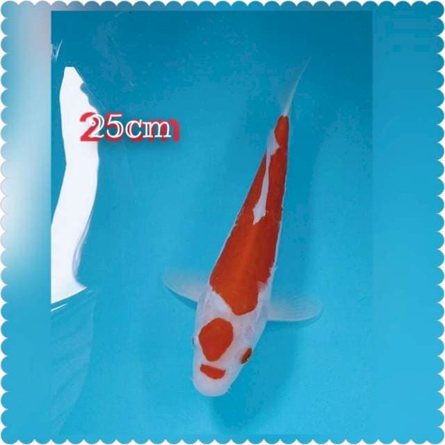 Kohaku 25cm