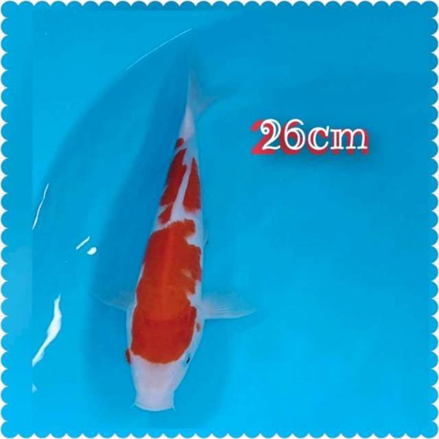Kohaku 26cm