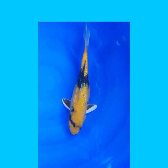 Kin Utsuri Ginrin 35cm