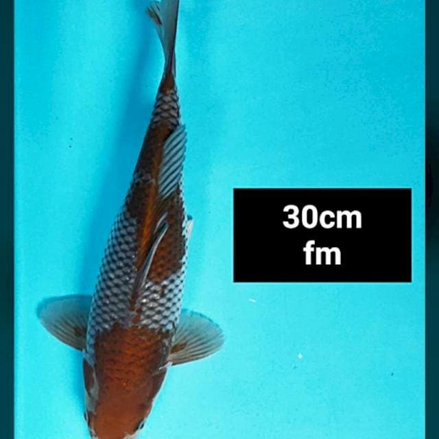 Ochiba strong 30cm