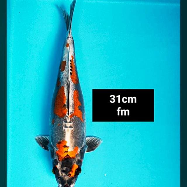 Beni kiko strong 31cm
