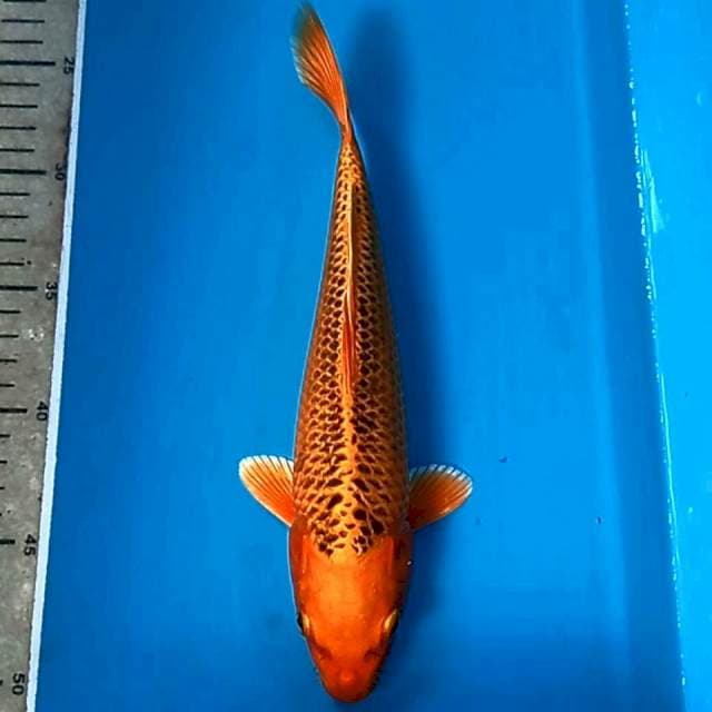 Kin matsuba, 25 cm