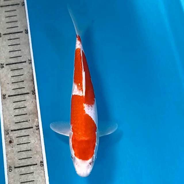 Kohaku, 24 cm