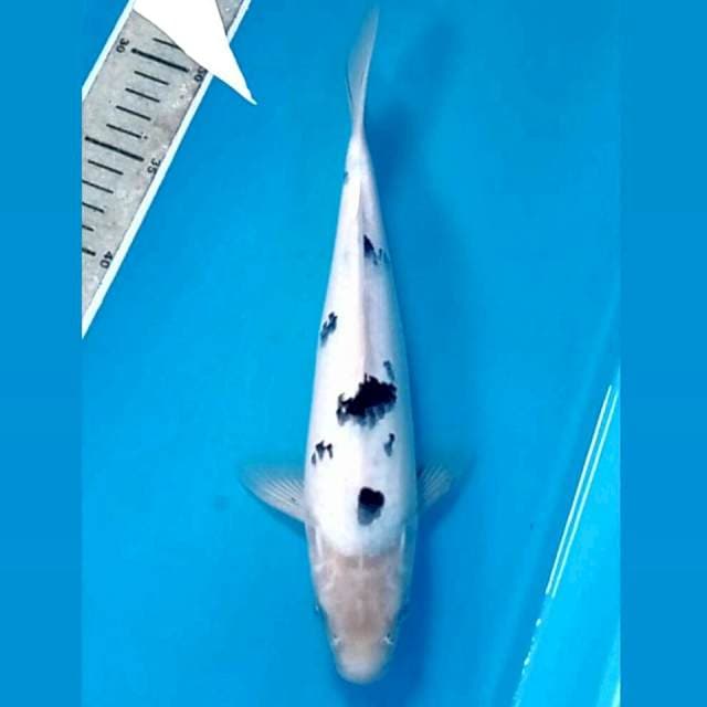 Bekko, 27 cm