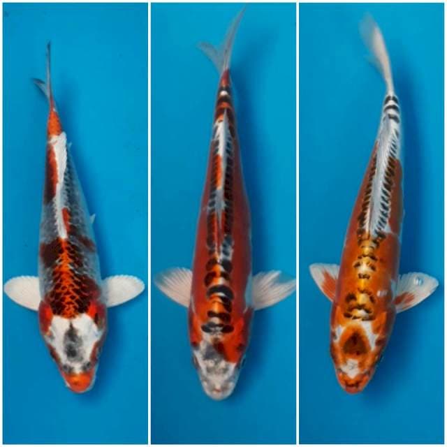 3 ekor Kujaku 23-25 cm