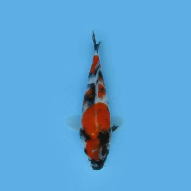 BKS ( SHOWA 20 CM )