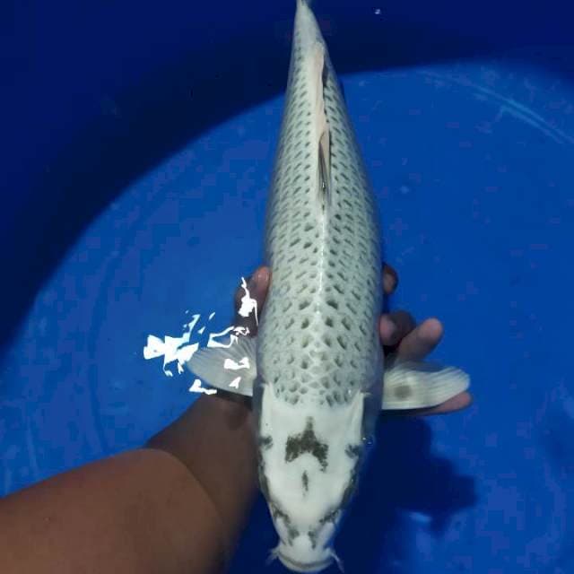Mukasi Jumbo Female 42cm