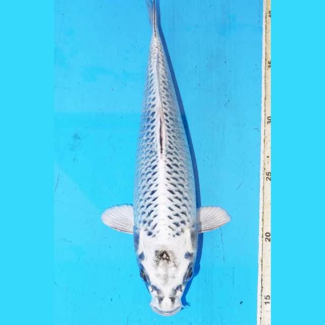 29cm MUKASI SNOW WHITE