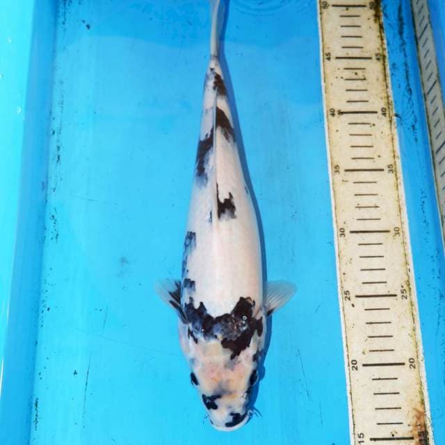 32CM SHIRO MOTOGORO