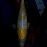 Hariwake
