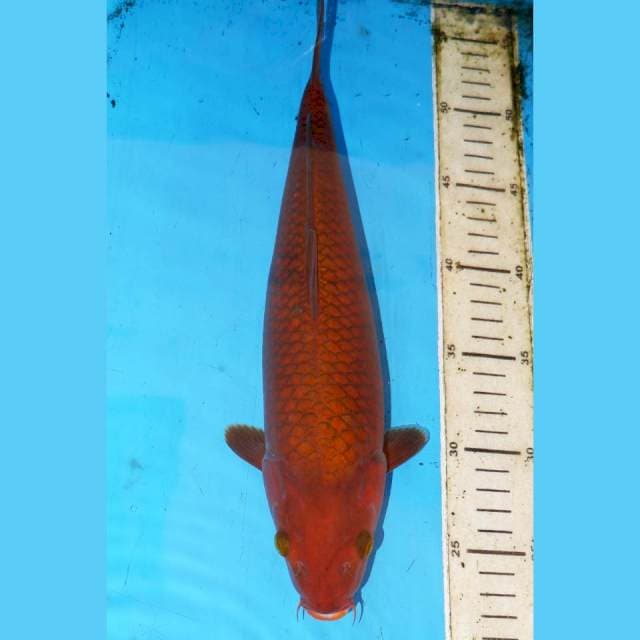 30CM CHAGOI BROWNIS